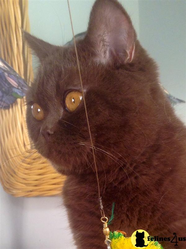 BritishRoyalCats.com Picture 1
